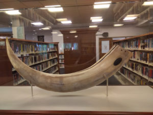 Mammoth tusk, view A